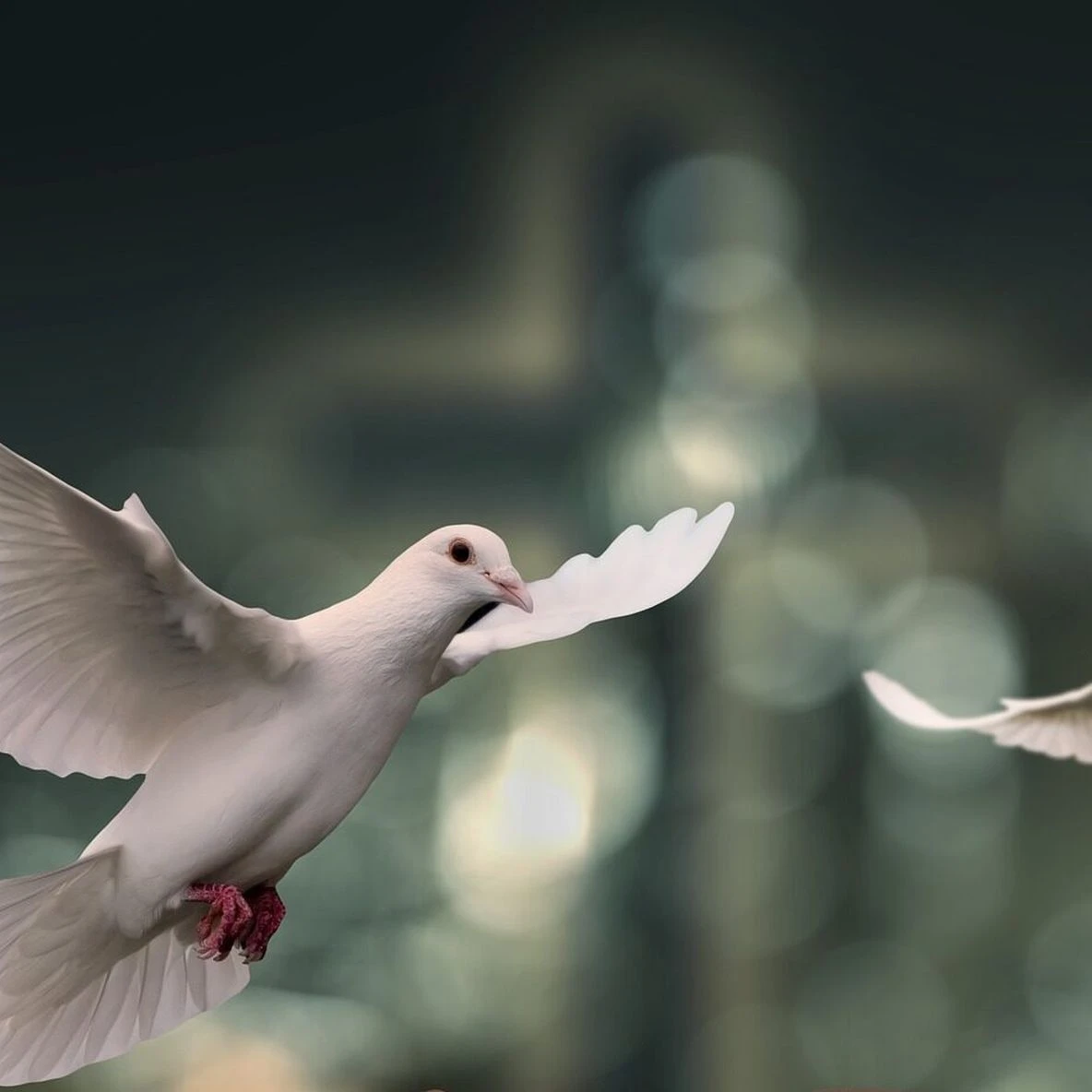 Doves 6750143 1920