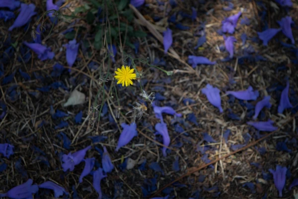 Resized tumbaco 5742